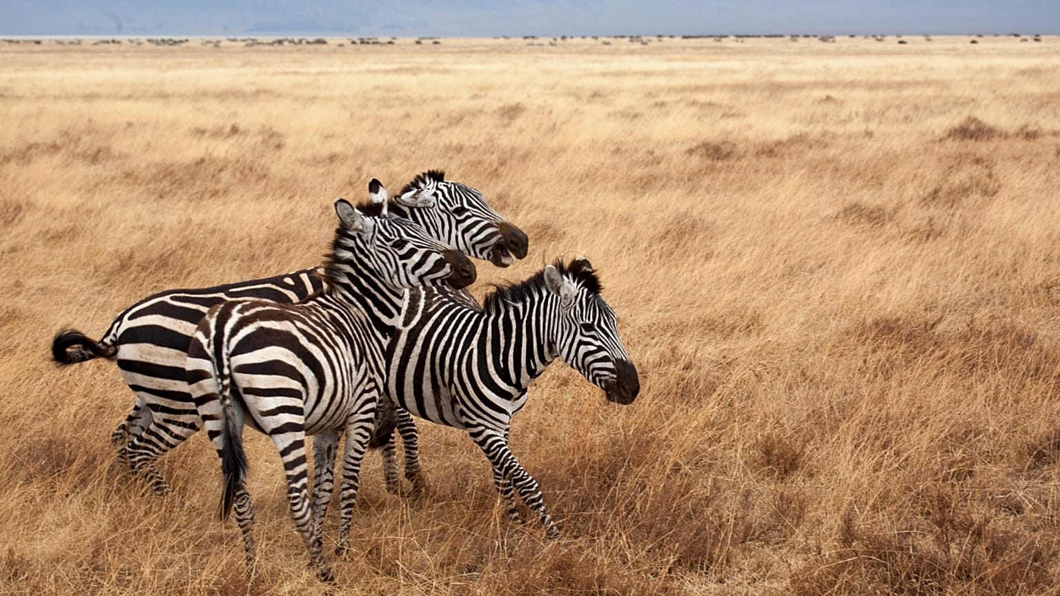 Eco-friendly wildlife safaris 