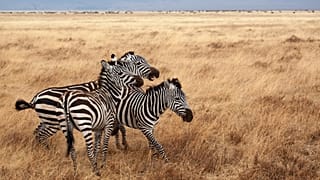Eco-friendly wildlife safaris
