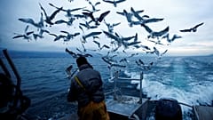 EU states putting threatened marine species at risk, environmental groups claim