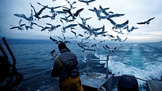 EU states putting threatened marine species at risk, environmental groups claim