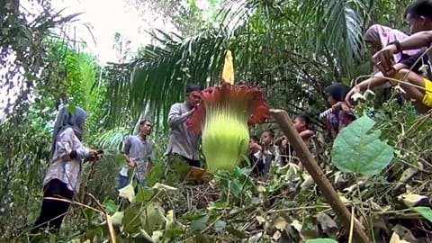 "Phallus de titan" ou "fleur de cadavre" en Indonésie