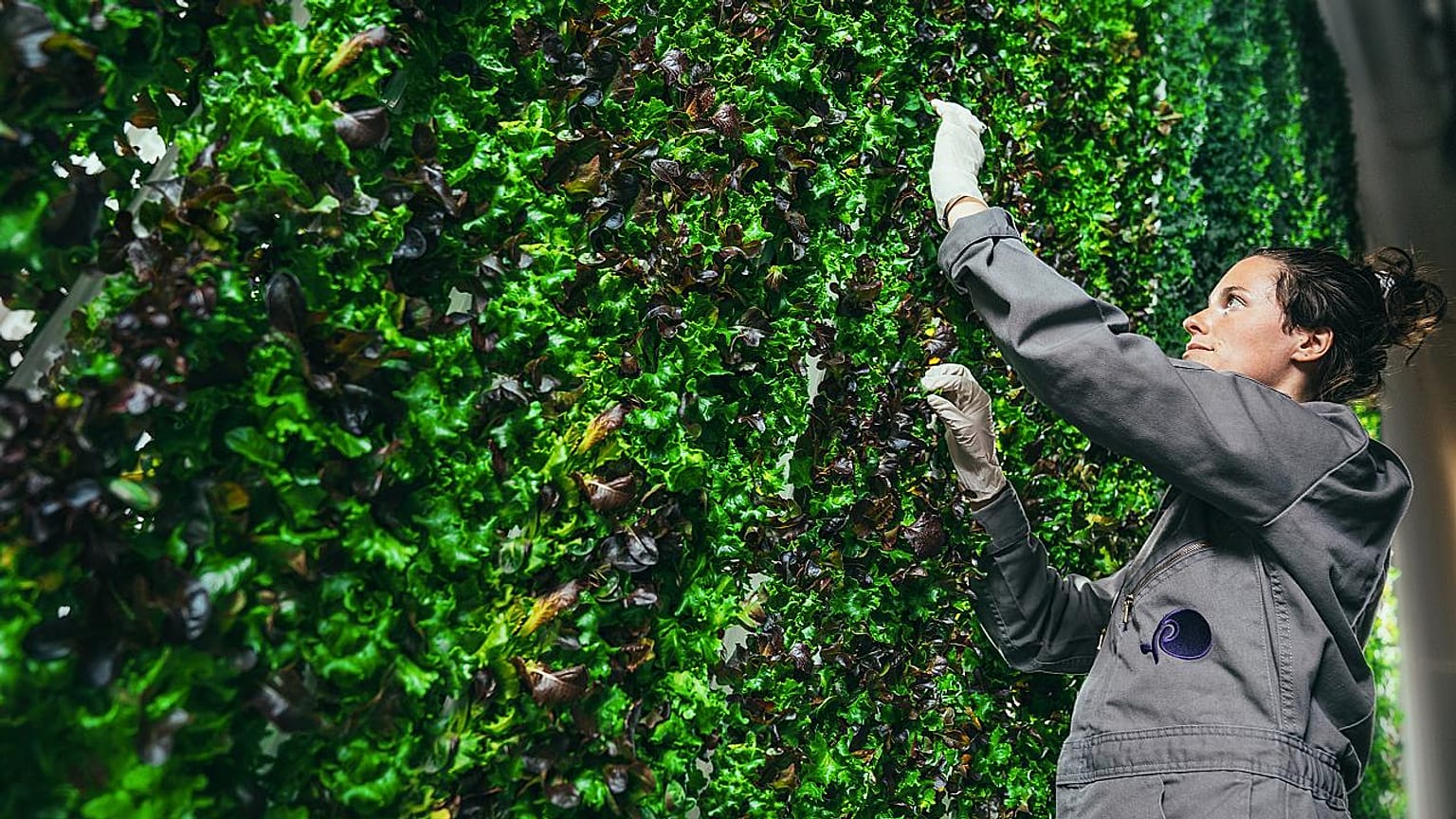 Are vertical farms the answer to healthier, longer-lasting food?