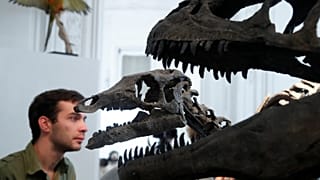 Des dinosaures aux enchères