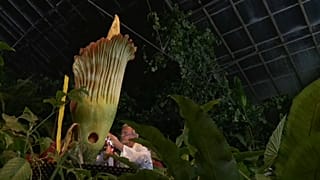 La flor cadáver en peligro de extinción