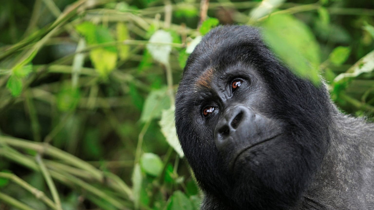 Victory for conservationists as rare Mountain gorilla population rises