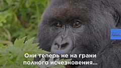 Горных горилл "повысили" до "животных, находящихся в опасности"