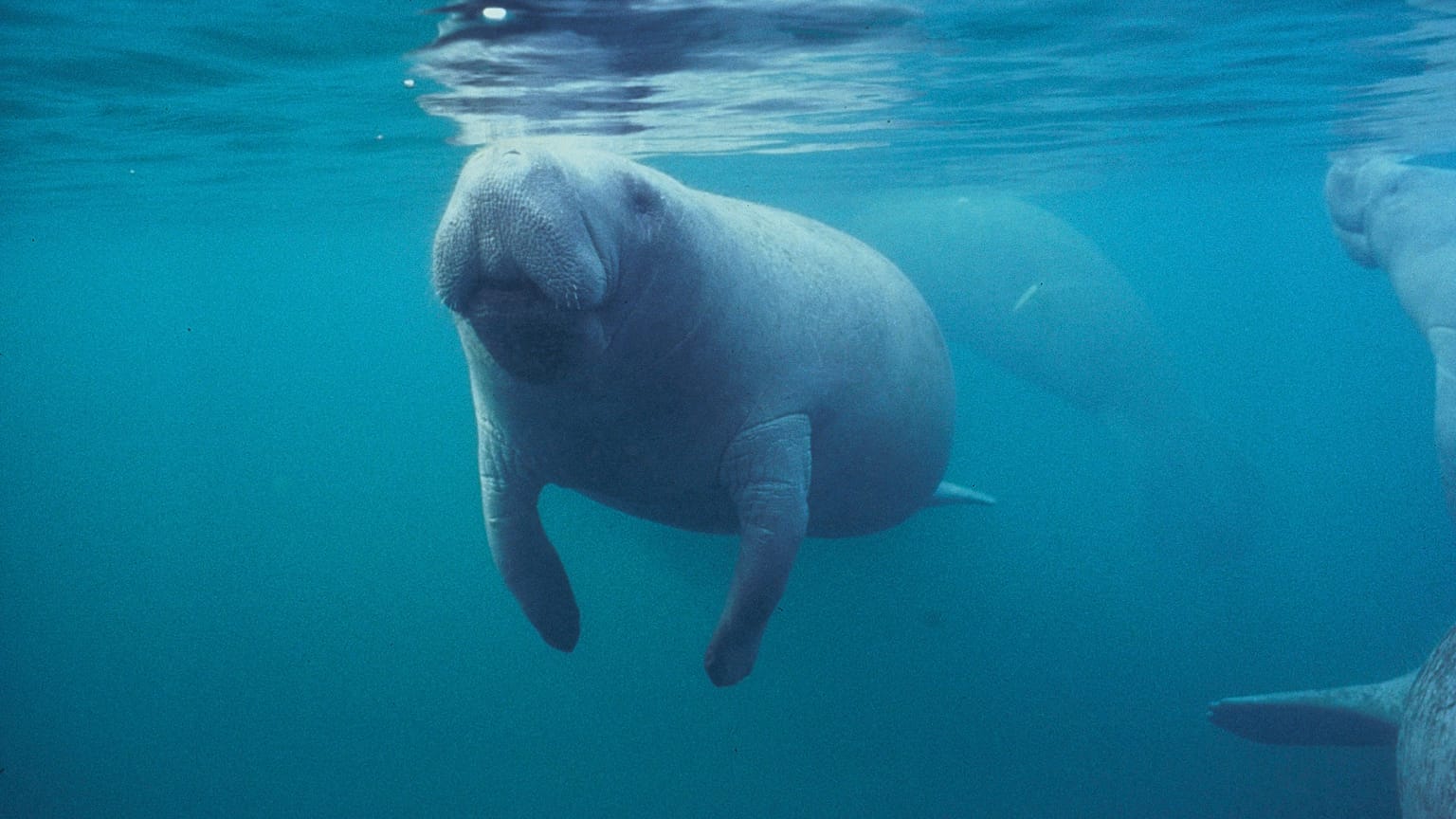 Florida manatee