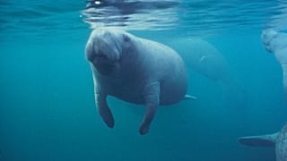 Florida manatee