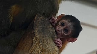 Budapest: ecco il cucciolo di cercocebo dal ventre dorato, una rarità!