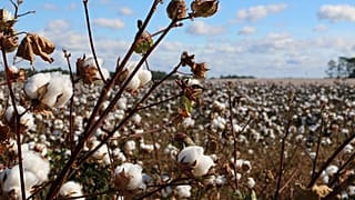 The dark side of cotton pads 