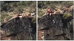 Caccia: cani e cervo precipitano da un dirupo, sdegno in Spagna