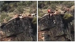 Caccia: cani e cervo precipitano da un dirupo, sdegno in Spagna