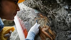 Pompeii'de yeni keşif: Tanrıça Leda ve kuğu kılığında Zeus'un duvar resmi