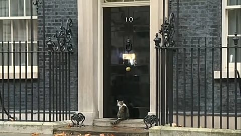 Downing Street cat alone in the rain 