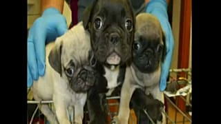 Italian police bust international dog trafficking ring