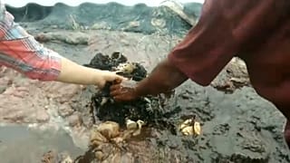 В желудке кита найдены 6 килограммов пластика