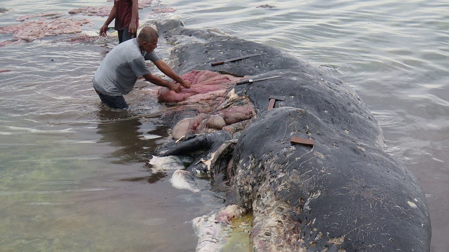 Gobelets, tongs... 6 Kg de plastique avalés par un cachalot en Indonésie