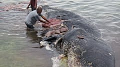 Gobelets, tongs... 6 Kg de plastique avalés par un cachalot en Indonésie