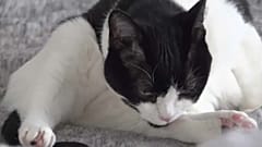 A researcher's designs was inspired by her cat  