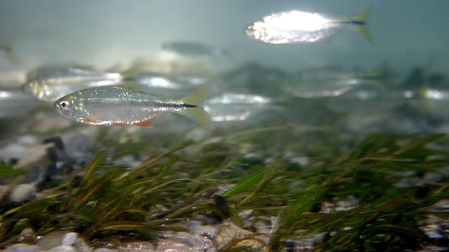 The blind fish that could be key to mending humans' broken hearts