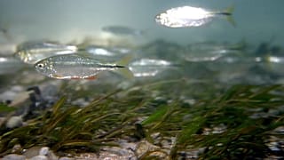 The blind fish that could be key to mending humans' broken hearts