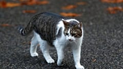 ABD'li bilim insanı kedi dilinden ilham alarak fırça geliştirdi 