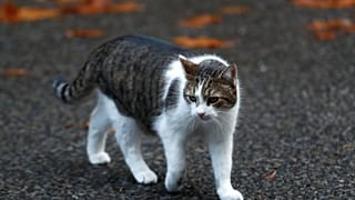 ABD'li bilim insanı kedi dilinden ilham alarak fırça geliştirdi 