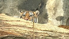 Berliner Tigerbabys schnuppern Frischluft