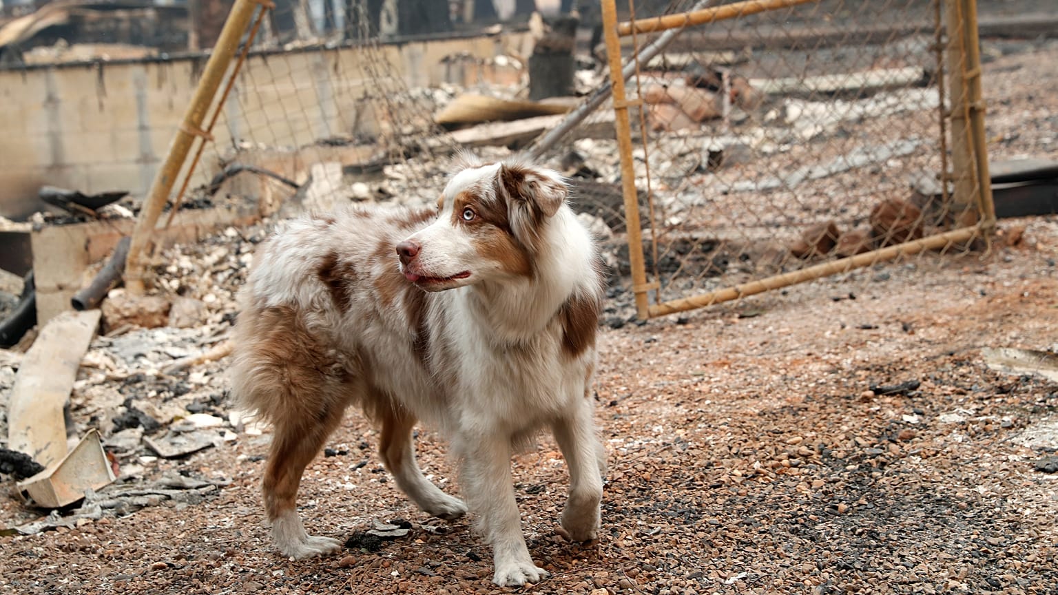 İtalya'da IKEA mağazası kapılarını sokak köpeklerine açtı