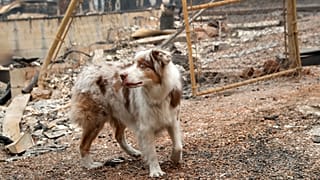 İtalya'da IKEA mağazası kapılarını sokak köpeklerine açtı
