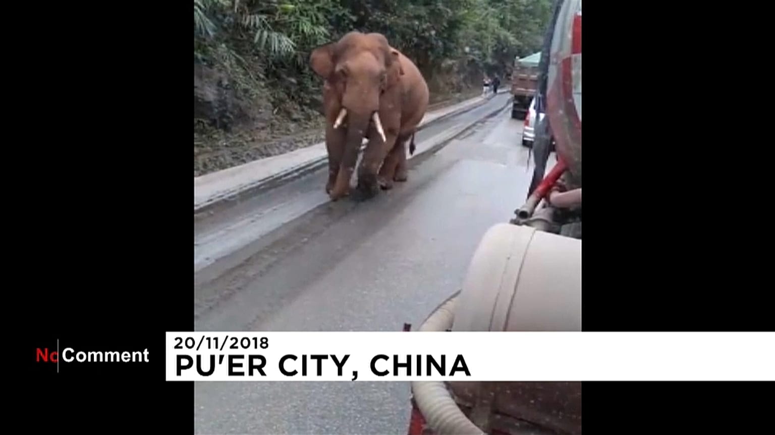 Mind the elephant!