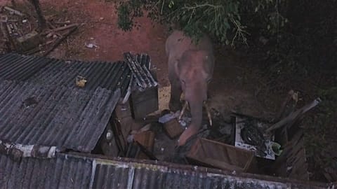 Chine : visite surprise d'un éléphant