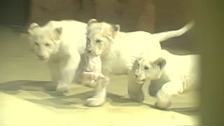 شاهد: 4 أشبال يحصلون على أسمائهم في حفل علني 