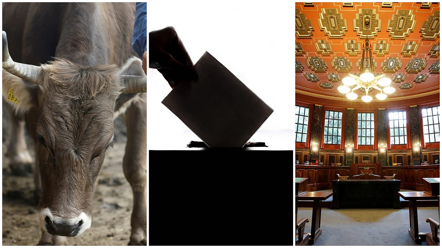 İsviçre'de referandum: Boynuzlar ve yasalar için karar günü