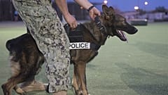 Bilim insanlarından narkotik köpeklerin yerine 'robot burun' icadı