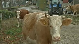 Tehenek szarváról szavaztak a svájciak 