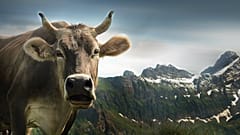 Swiss 'say no' to more sovereignty — and cow horns — in referendums