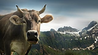 Swiss 'say no' to more sovereignty — and cow horns — in referendums
