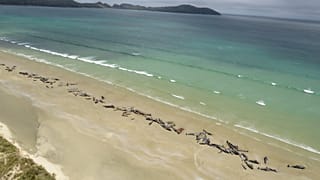 Rossz véget ért a delfinek partra vetődése