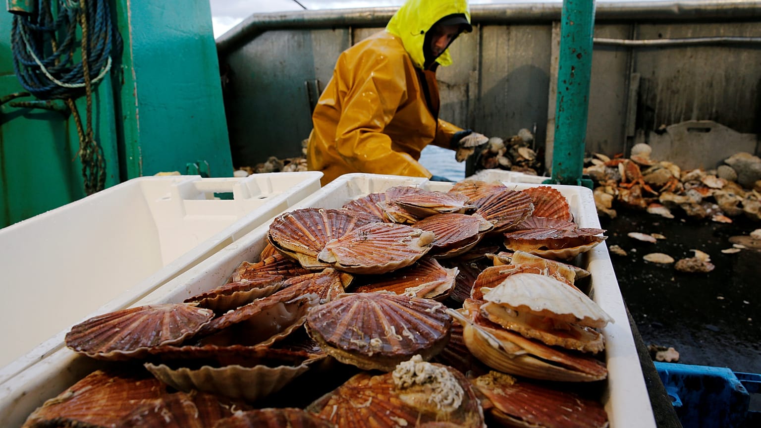 Pescadores franceses y británicos siguen sin alcanzar un acuerdo en la captura de la vieira