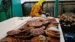 Pescadores franceses y británicos siguen sin alcanzar un acuerdo en la captura de la vieira