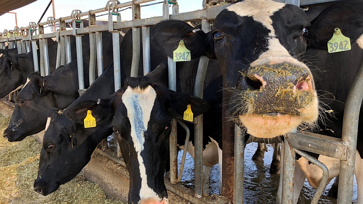 Rules on antibiotics are to raise standards in the EU and further afield.