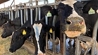 Rules on antibiotics are to raise standards in the EU and further afield.