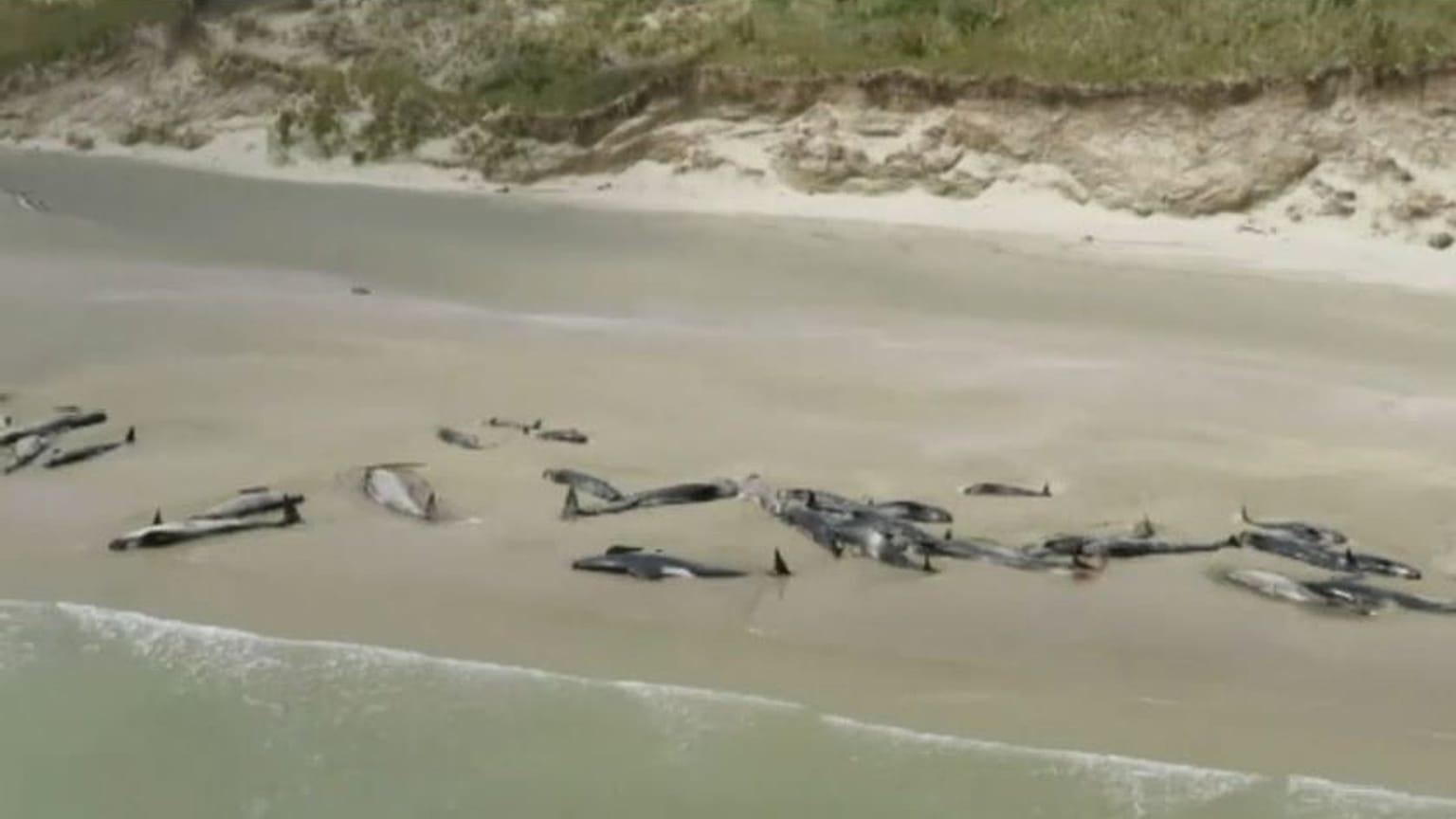 Strage di balene pilota in Nuova Zelanda