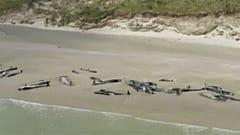 Strage di balene pilota in Nuova Zelanda
