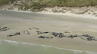 Strage di balene pilota in Nuova Zelanda