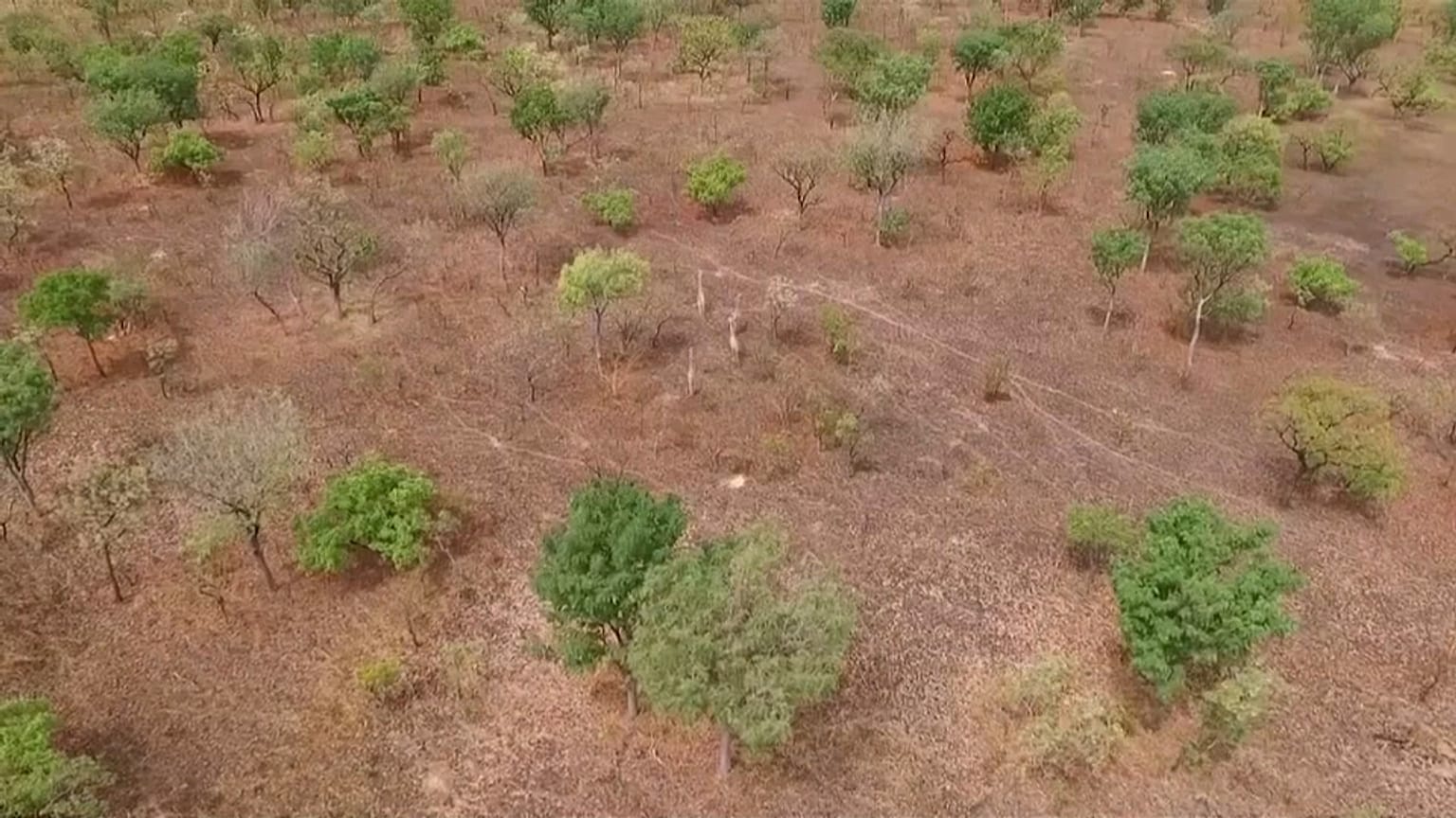 La girafe de Kordofan "en danger critique d'extinction" pourrait être sauvée grâce aux drones