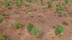 La girafe de Kordofan "en danger critique d'extinction" pourrait être sauvée grâce aux drones