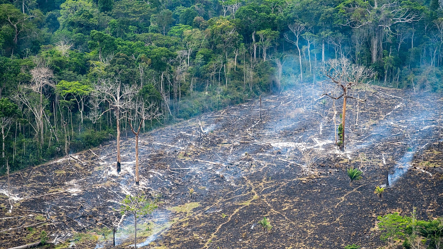 Une déforestation galopante en Amazonie