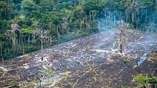 Em um ano, Amazónia perde área equivalente a cinco vezes São Paulo